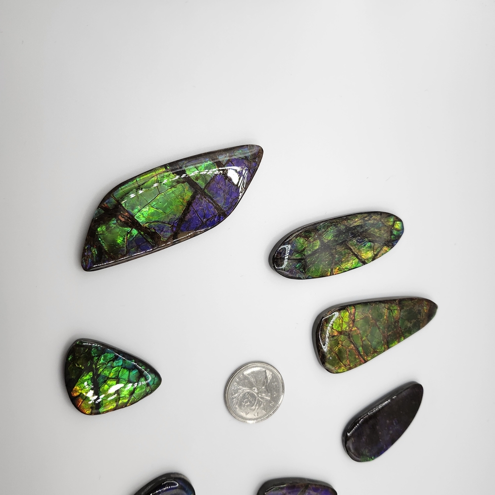 Ammolite Gemstone Cabochon Collection